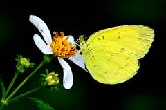 Yellow, Common Grass. Eurema hecabe contubernalis. Kuning-rumput. 19.8.17.3N2A2472.web_