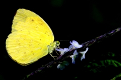 Yellow, Common Grass. Eurema hecabe contubernalis. Kuning-rumput. IMG_0507.web