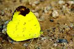 Yellow, Hill Grass. Eurema simulatrix tecmessa. Kuning-rumput. Bukit. Male-.Male_.-IMG_2176rs.1