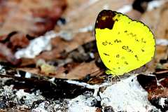 Yellow, Hill Grass. Eurema simulatrix tecmessa. Kuning-rumput Bukit. Male. 22.11.26 .9O0A3514.web_