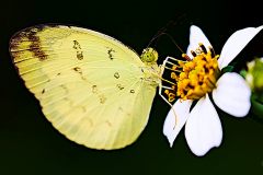 Yellow, One-spot Grass. Eurema andersonii andersonii. Kuning-rumput Tompok-satu.19.12.21