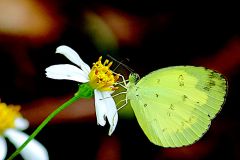 Yellow, One-spot Grass. Eurema andersonii andersonii.Kuning-rumput Tompok-satu.19.12.21 .3N2A3945.web_