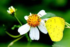 Yellow, Three-spot Grass. Eurema blanda snelleni. Kuning-rumput Tompok-tiga. 19.10.31.3N2A2853.web_