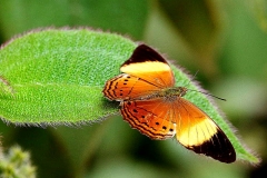 Yeoman, Banded. Cirrochroa orissa orissa. Bentara Jalur..IMG_0114.web.1