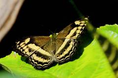 Yeoman, Little Banded. Algia fasciata fasciata. Bentara Jalur Kecil.13.6.17-.IMG_1419rs.1