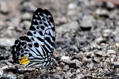 Zebra, Malayan. Graphium delessertii delessertii. Riang  Zebra Malaya. Male.IMG_5476.web
