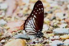 Pendlebury's Zebra. Graphium ramaceus yukae. Riang Zebra Semenanjung. 13.2.24