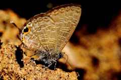 Blue, Common Line. Prosotas nora superdates. Biru-garis. Female.IMG_1818.rs_.1