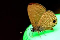 Blue, Tailless Line. Prosotas dubiosa lumpura. Biru-garis Ekor Kontot.Male..IMG_2189_1.rs_.1