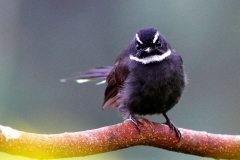Fantail, White-throated.IMG_2539-1.1.web