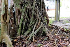 17.10.14FoW.ksnp.IMG_2022.1.web