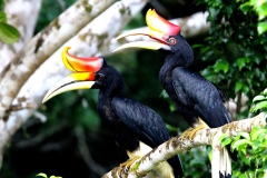 Hornbil, Rhinoceros.Male-Female.3N2A2193.web