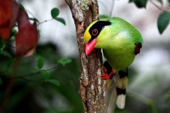 Magpie, Common Green.web