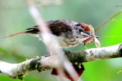 Babbler, Rufous-crowned .Panti.IMG_4222.1.web