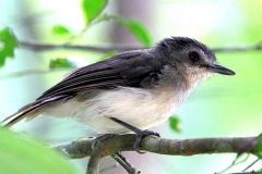 Babbler, Sooty-capped .Panti.IMG_4107.web