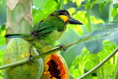 Barbet, Gold-whiskered.3N2A6723.web