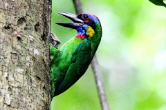 Barbet, Red-crowned.Panti.IMG_9411.web