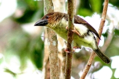 Barbet, Sooty .BktTinggi.IMG_6105-1.web