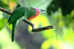 Bee-eater, Red-bearded .Male.TBuruk.3N2A3233.web