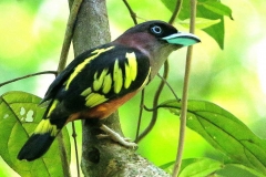 Broadbill, Banded.Male1.web