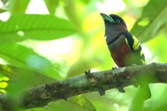 Broadbill, Banded.Male2.web
