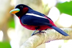 Broadbill, Black-and-red.3N2A1391.web