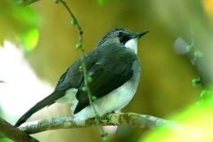 Bulbul, Ashy.TBuruk.3N2A3442.web.1