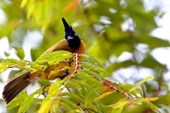 Bulbul, Black-crested.3N2A0565.web