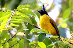 Bulbul, Black-crested.JGombak.3N2A0582.1.web