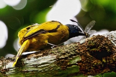 Bulbul, Black-headed.IMG_4370.web