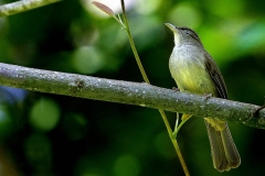 Bulbul, Buff-vented.web