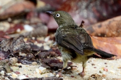 Bulbul, Cream-vented .IMG_6468.web