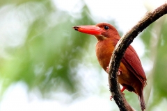 Kingfisher, Ruddy.3N2A8869.web