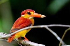 Kingfisher, Rufous-backed Dwarf- .IMG_1289.web