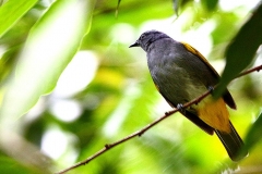 Bulbul, Grey-bellied.TelapaBuruk.IMG_6002.web