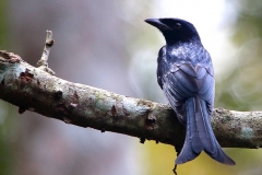 Drongo, Crow-billed.3N2A3518-2.web