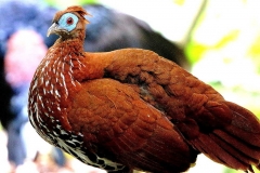 Fireback, Crested . Female.1.web