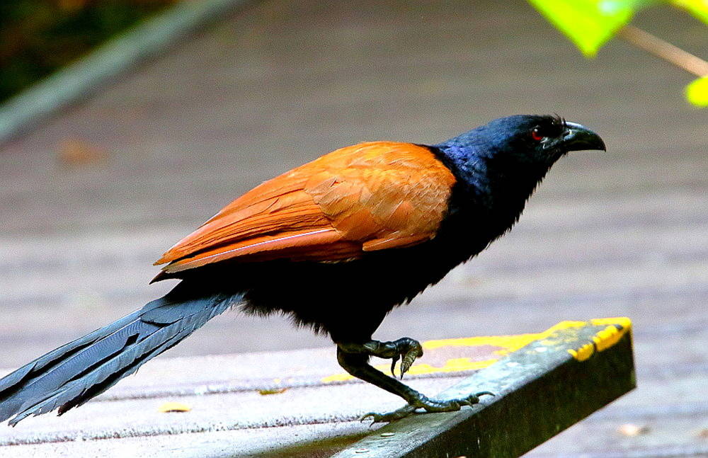 Birds Lowland Forests