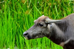 Buffalo, Water. Kerbau. Bubalus bubalis. Juvenile.TmnAlmKinta1.20.9.12..IMG_4204.rs.web
