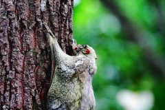 Colugo or Flying Lemur. Kubung. Galeopterus variegatus. Note juvenile on mom's back.PerhentianBesar.22.2.13.IMG_7062.web.1