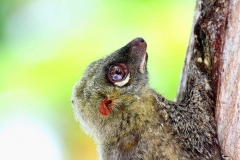 Colugo or Flying Lemur. kubung. Galeopterus variegatus. .PerhentianBesar.22.2.13.IMG_7035.web.1