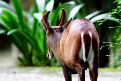 Deer, Barking or Muntjac. Muntiacus muntjac. .Kijang. MaleKTahanTmnNegara.2.10.12.IMG_5618.web