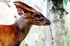 Deer, Barking or Muntjac. Muntiacus muntjak. .Kijang. Male. KTahanTmnNegara.2.10.12.IMG_5623.web