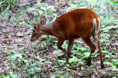 Deer, Barking or Muntjac. Muntiacus muntjak. Kijang. Female.TabingHideTN.29.9.12..IMG_5012.web