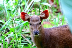 Deer, Barking or Muntjac. Muntiacus muntjak. Kijang.Female or juvenile.TahanHideTN.21.1.13.IMG_2612.rs.web