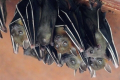 Fruit Bat. Kelawar. PerlisStatePk.3.4.13.IMG_2931.web