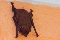 Fruit BatQ.KenongRimbaPark.7.9.14.IMG_4734-1.web