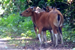 Gaur.Seladang.Female.SgRelauTN.27.7.15. .3N2A1914.rs.web