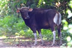 Gaur.Seladang.Male.SubadultQ.SgRelauTN. 27.7.15 .3N2A1912.rs.web