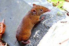 Gymnure, Lesser or Short-tailed. (Gimniur ekor pendek). Hylomys suillus. Montane. Mostly diurnal. 30.10.12.IMG_3763.rs.web